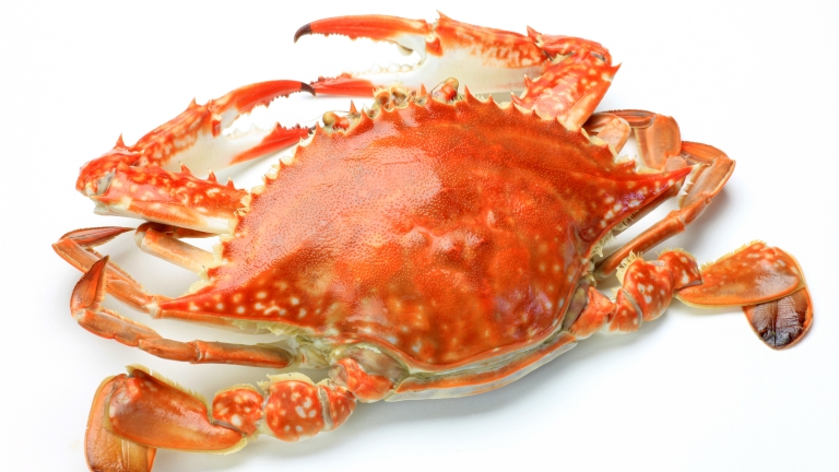 The lblue crab which was boiled